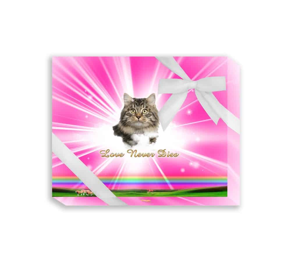 TributeRainbowPinkPresentabionBox D